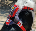Arnés Pechera Perro Aventurero arnes border collie