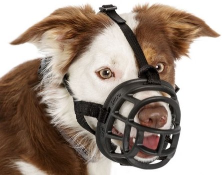 Correas y arneses para perros