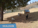LaRuch Guardería Colegio Campestre para Perros en La Calera - LaRuch - Manadas de Perros Grandes
