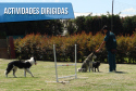 Canfort Guardería canina campestre en Cota - Confort - Actividades dirigidas