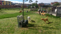 Pets Garden Actividades recreativas 