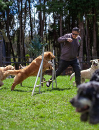 Guardería Canina Campestre El Bosque Canino